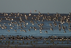 David Plant Photography - Wildlife Photographer - Oystercatcher - J